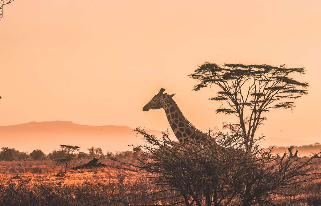 Quel budget prévoir pour un Safari en Afrique ?