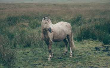 Remorque pour cheval : notre guide complet